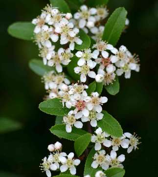 Image de Buisson ardent