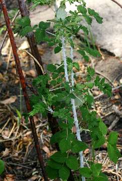 Image of Mysore raspberry