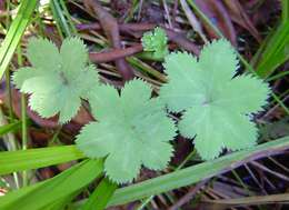 صورة Alchemilla cryptantha Steud. ex A. Rich.