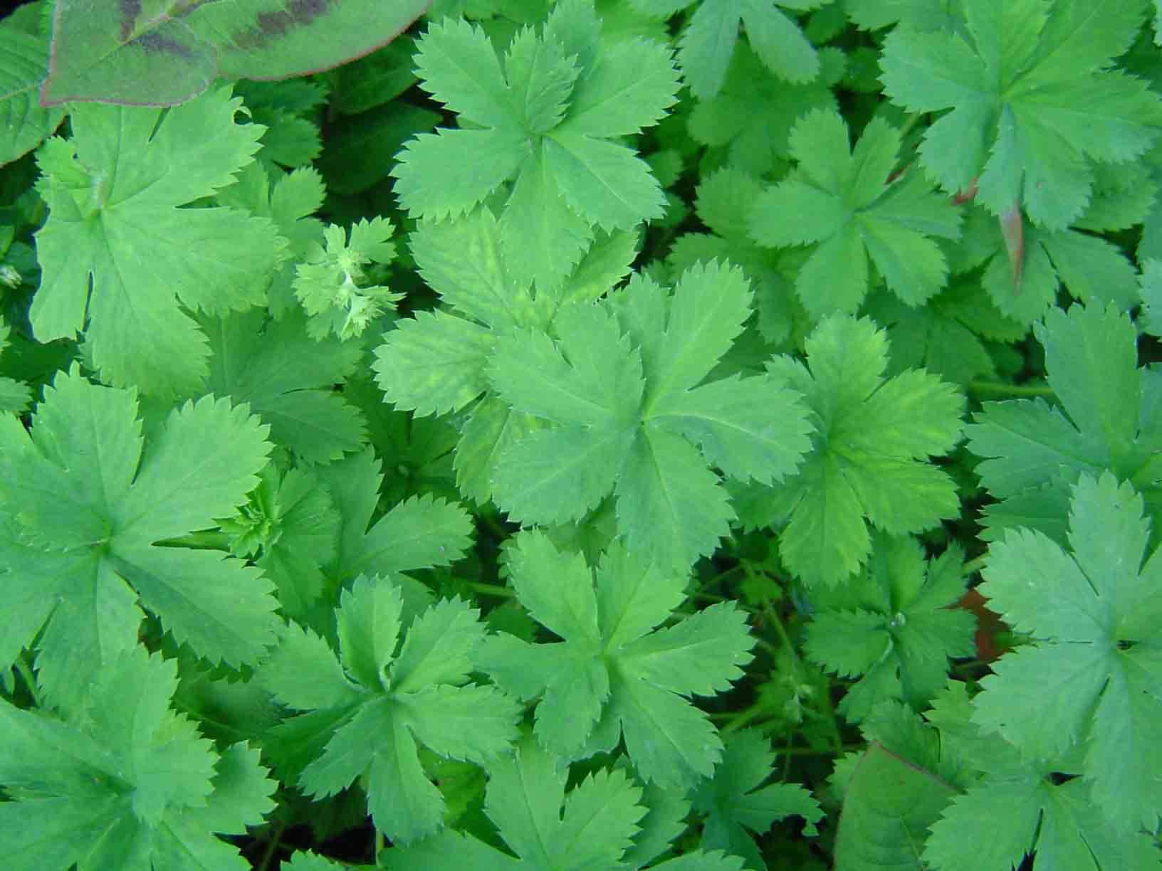 صورة Alchemilla kiwuensis Engl.