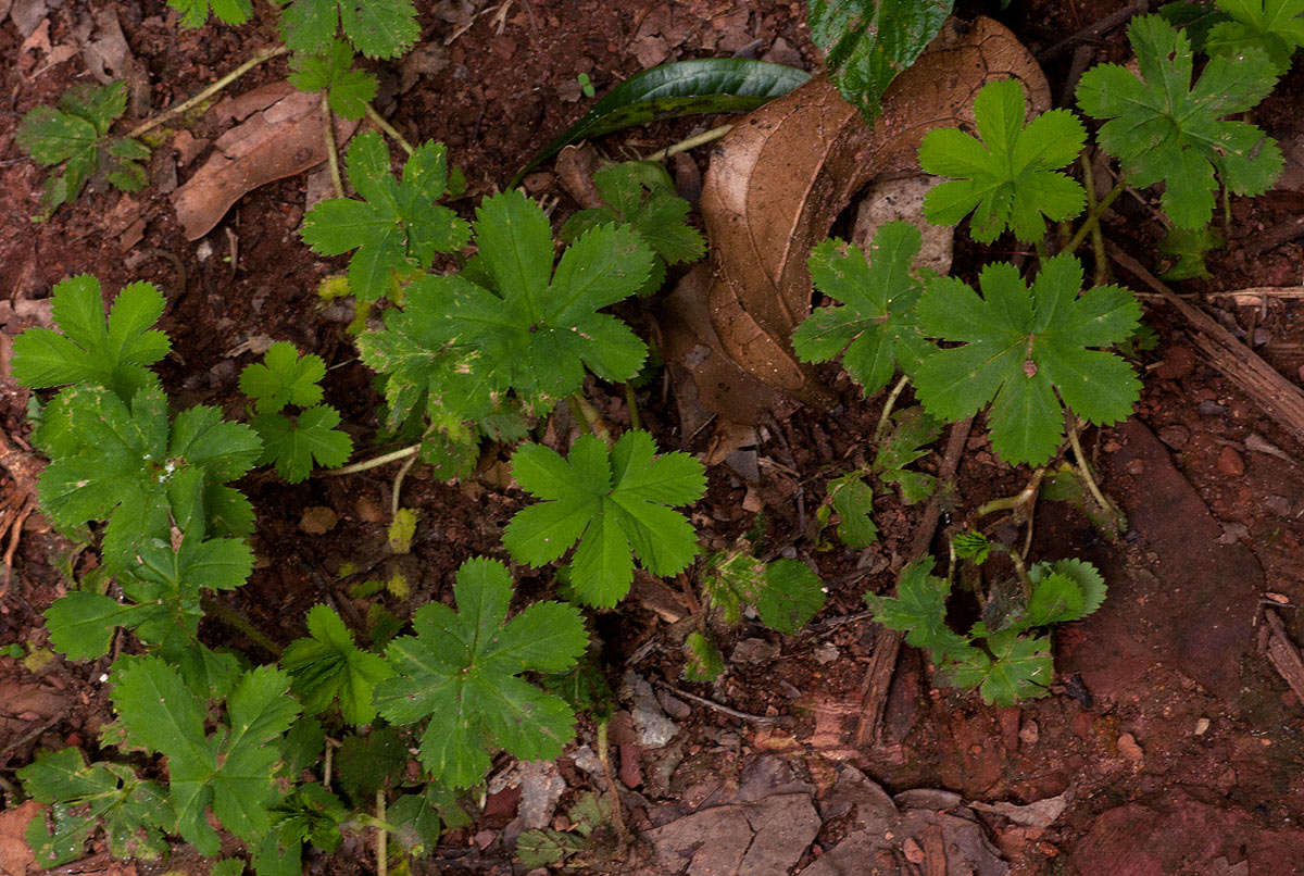 Image of Alchemilla kiwuensis Engl.