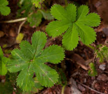 Image of Alchemilla kiwuensis Engl.