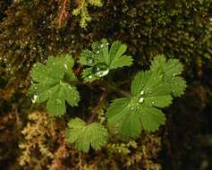 Image of Alchemilla kiwuensis Engl.