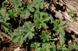 Image of Alchemilla kiwuensis Engl.