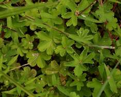 Image of Alchemilla kiwuensis Engl.