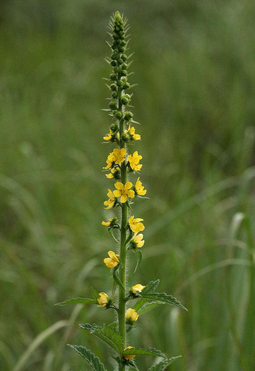 Agrimonia bracteata E. Mey. ex C. A. Mey.的圖片