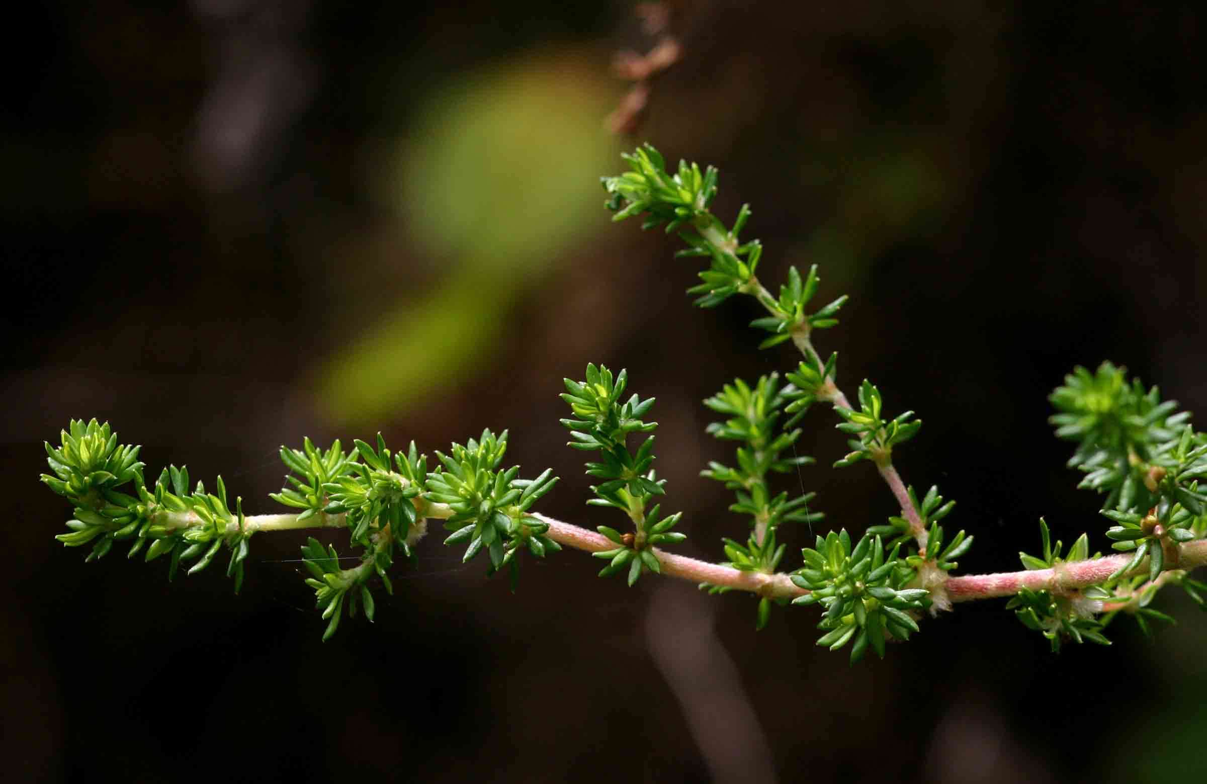 Image of Cliffortia serpyllifolia Cham. & Schltdl.