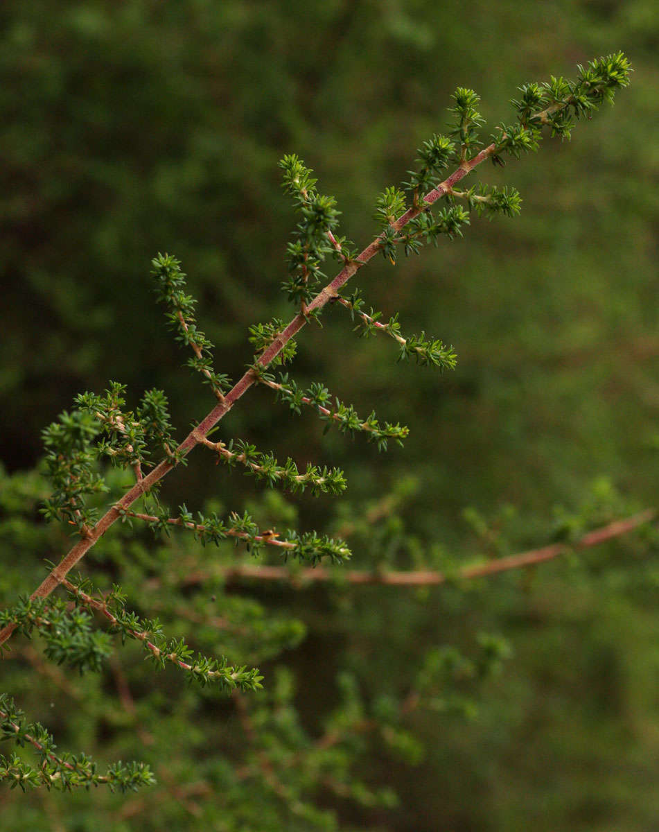 Image of Cliffortia serpyllifolia Cham. & Schltdl.