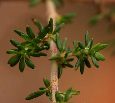 Image of Cliffortia serpyllifolia Cham. & Schltdl.