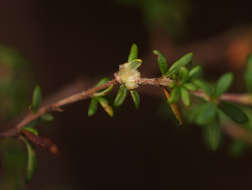 Image of Cliffortia serpyllifolia Cham. & Schltdl.