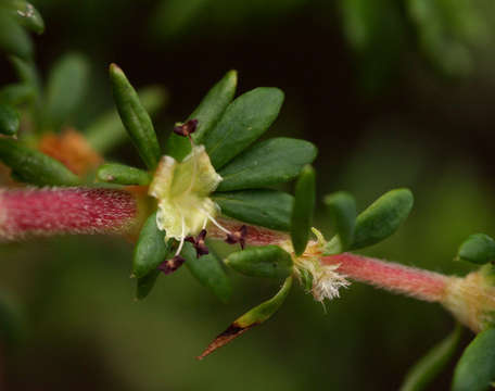 Image of Cliffortia serpyllifolia Cham. & Schltdl.