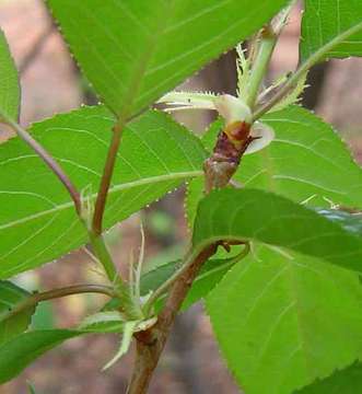 Plancia ëd Prunus