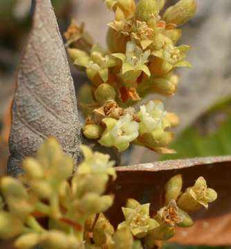 Image of Dwarf mobola plum