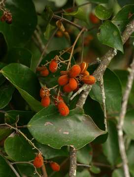 Agelaea pentagyna (Lam.) Baill.的圖片