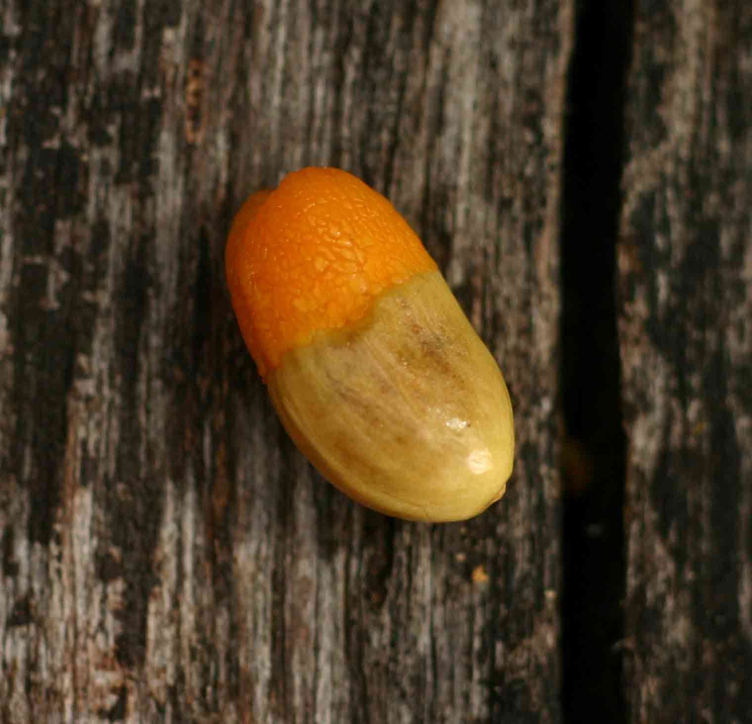 Слика од Agelaea pentagyna (Lam.) Baill.