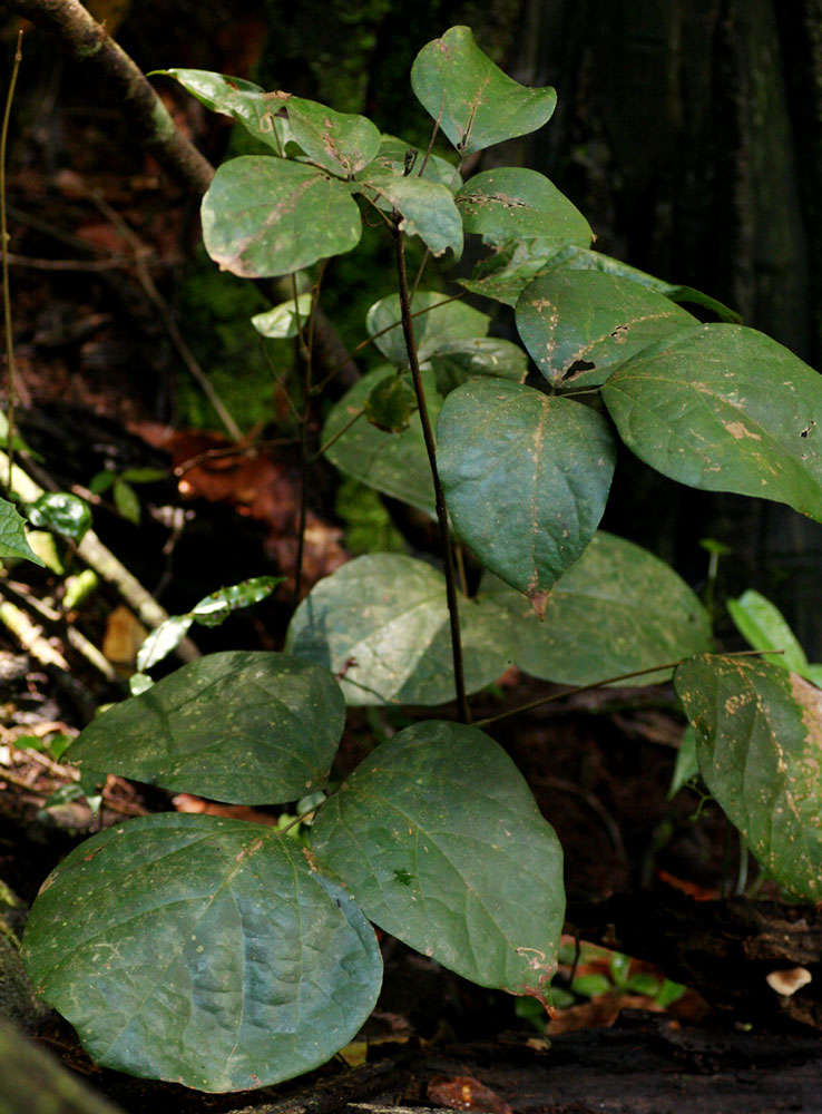 Слика од Agelaea pentagyna (Lam.) Baill.