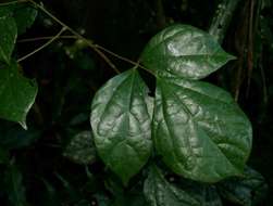 Agelaea pentagyna (Lam.) Baill.的圖片