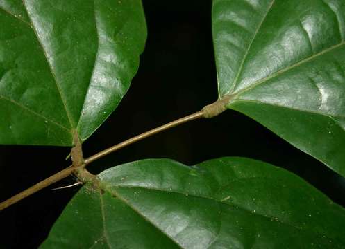 Agelaea pentagyna (Lam.) Baill.的圖片