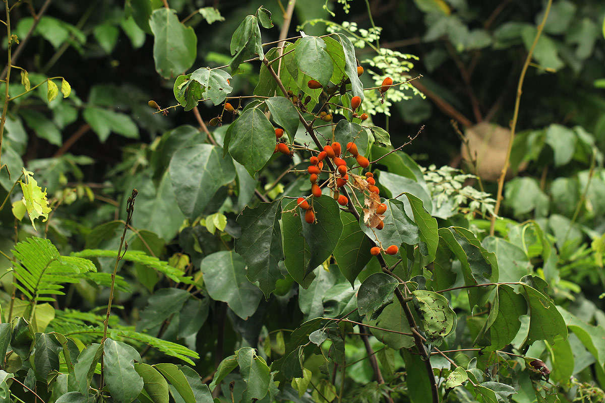 Image of Agelaea pentagyna (Lam.) Baill.