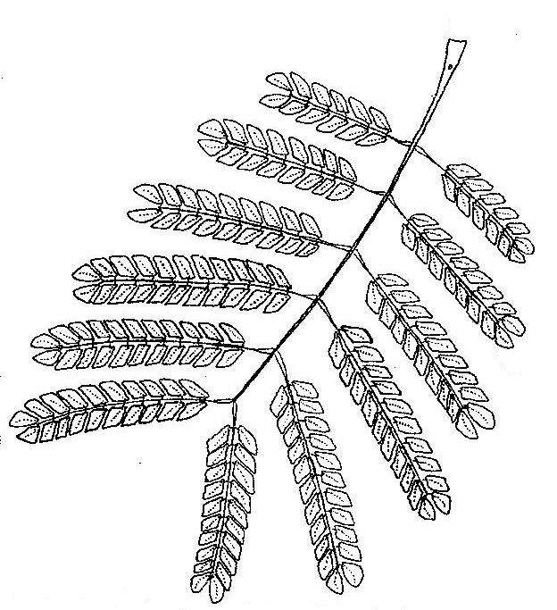 Image of <i>Fabaceae subfamily</i> Mimosoideae
