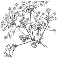 Image of <i>Fabaceae subfamily</i> Mimosoideae