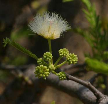 صورة Albizia amara (Roxb.) B. Boivin