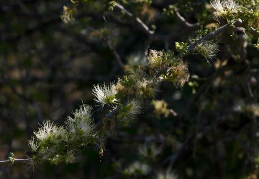 Image of albizia