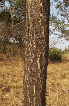 Albizia antunesiana Harms resmi