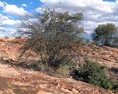 Image of Rock albizia