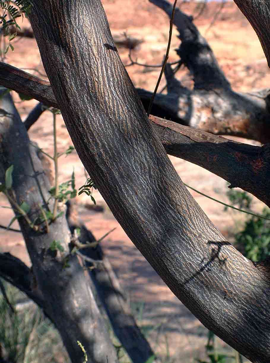 Imagem de Albizia brevifolia Schinz