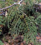 Imagem de Albizia brevifolia Schinz