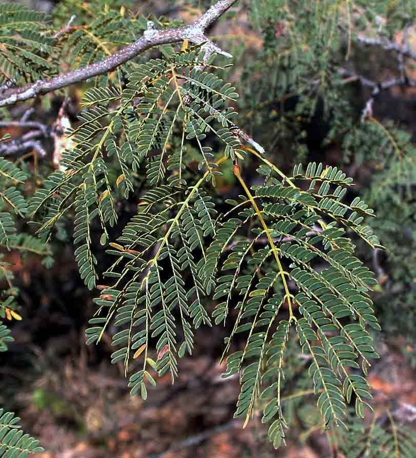 Image of Rock albizia