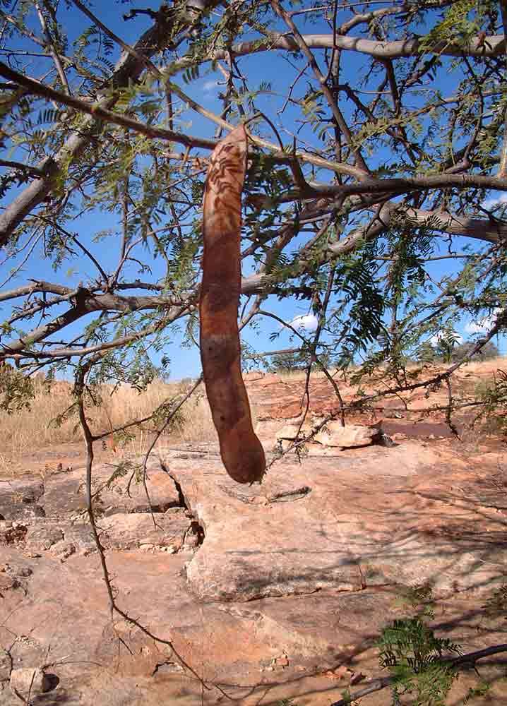 Image of Rock albizia