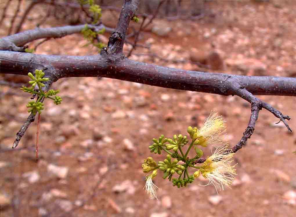 Imagem de Albizia brevifolia Schinz