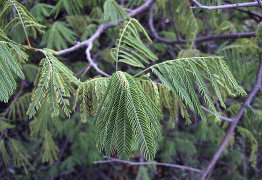 Image de Albizia brevifolia Schinz