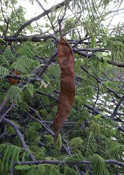 Image of Rock albizia