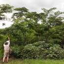 Image of Chinese albizia