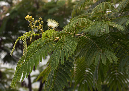 Image of Chinese albizia