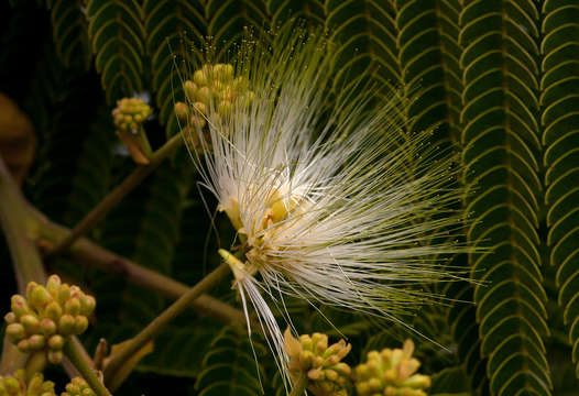 Image of Chinese albizia