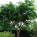 صورة Albizia glaberrima var. glabrescens (Oliv.) Brenan