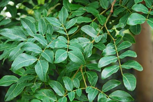 Image of Albizia glaberrima (Schum. & Thonn.) Benth.