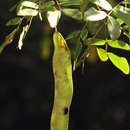 Imagem de Albizia glaberrima var. glabrescens (Oliv.) Brenan