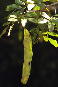 Albizia glaberrima (Schum. & Thonn.) Benth.的圖片