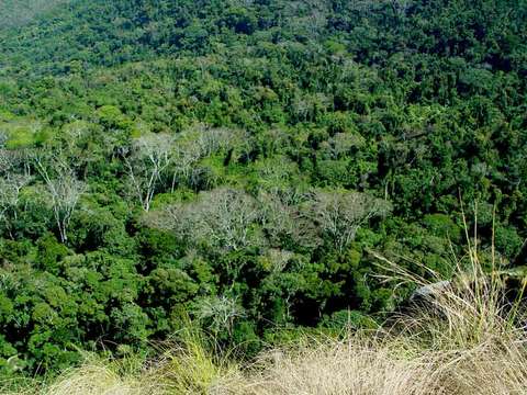 Imagem de Albizia gummifera (J. F. Gmel.) C. A. Sm.