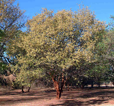 Imagem de Albizia harveyi E. Fourn.