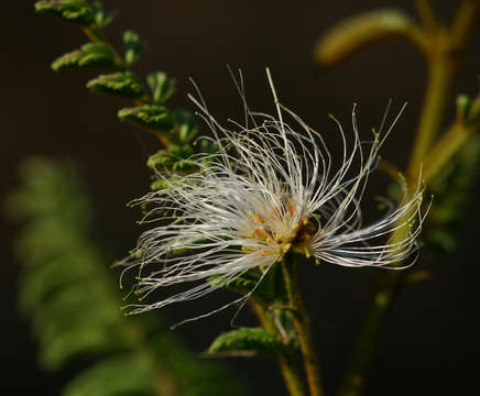 Imagem de Albizia harveyi E. Fourn.