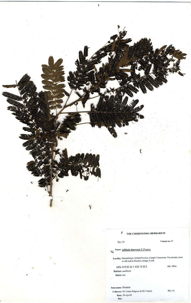 Image of Common albizia