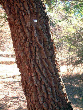 Image of Common albizia