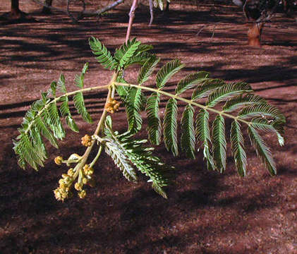 Image of Common albizia