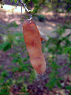 Image of Common albizia